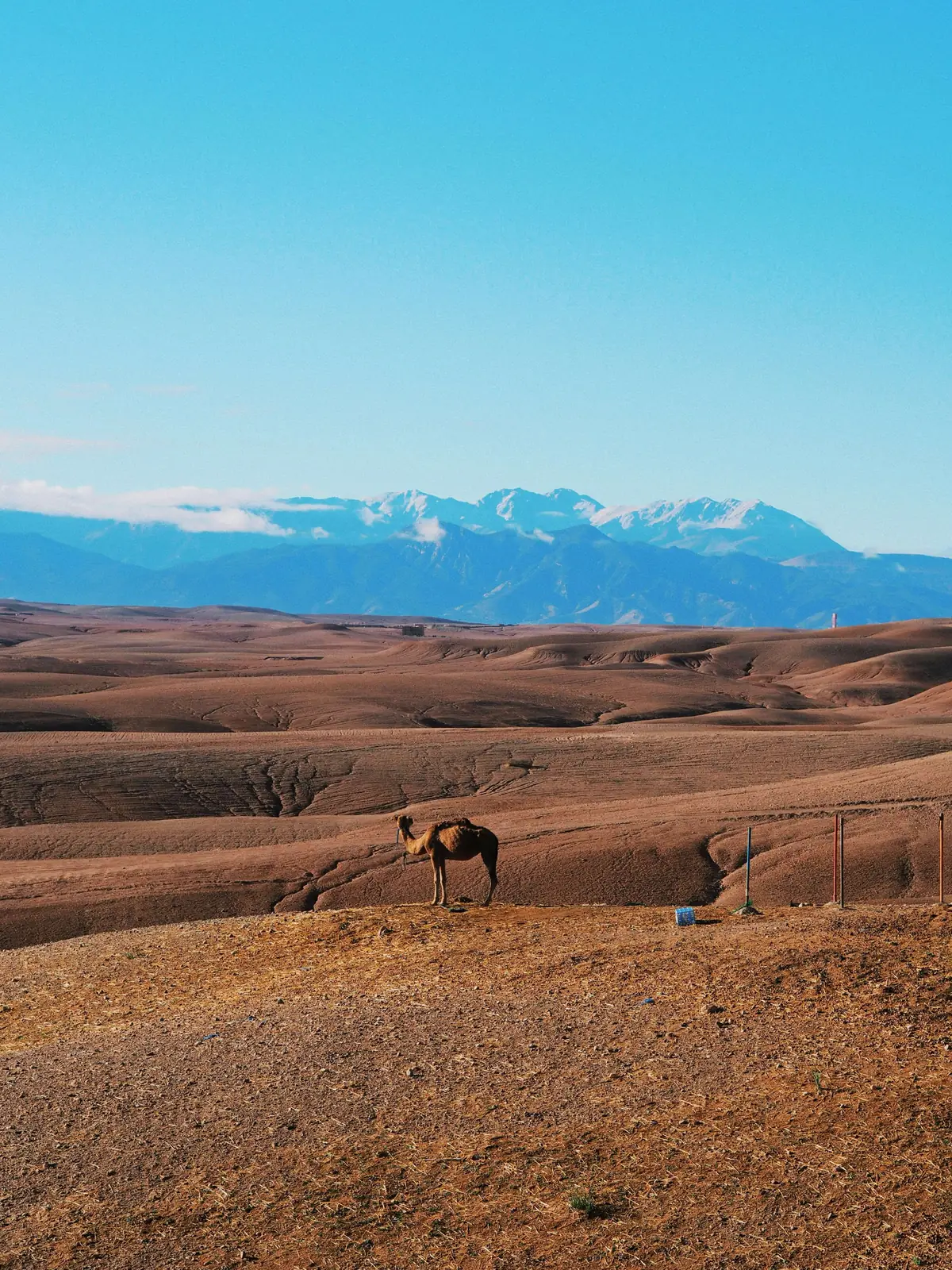 Dromadaire face aux montagnes du Haut Atlas à Agafay